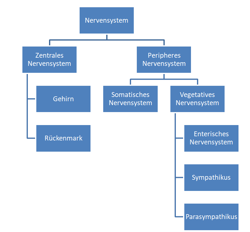 Die Hierarchie des Nervensystems
